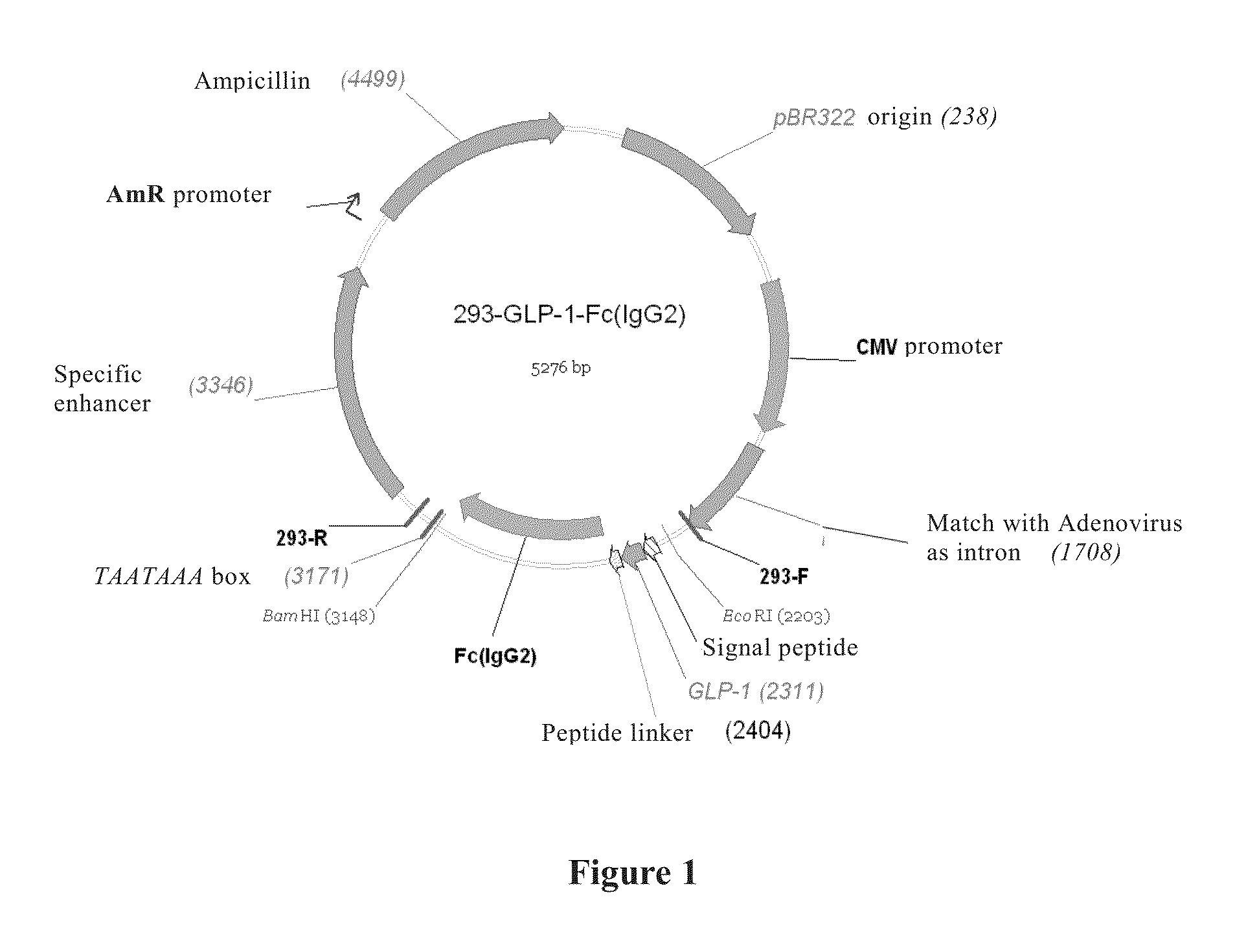 Long-Acting Blood Sugar Decreasing Fusion Protein