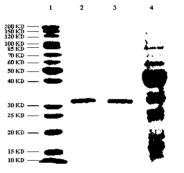 Method for microwave-assisted reverse micelle separation and purification of kidney bean agglutinin