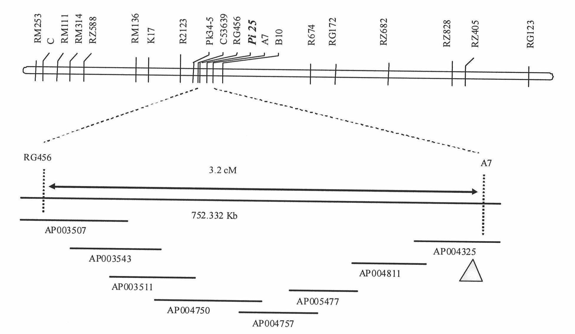 Coding region of rice blast resistant gene Pi 25 and application thereof