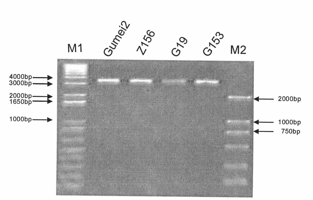 Coding region of rice blast resistant gene Pi 25 and application thereof