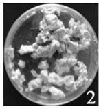 Solid fermentation culture medium for promoting spore production of metarhizium rileyi as well as preparation method and application of solid fermentation culture medium