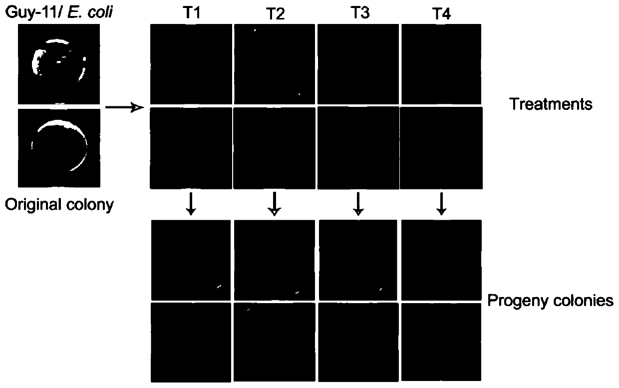 Method for removing bacterial contamination in fungi