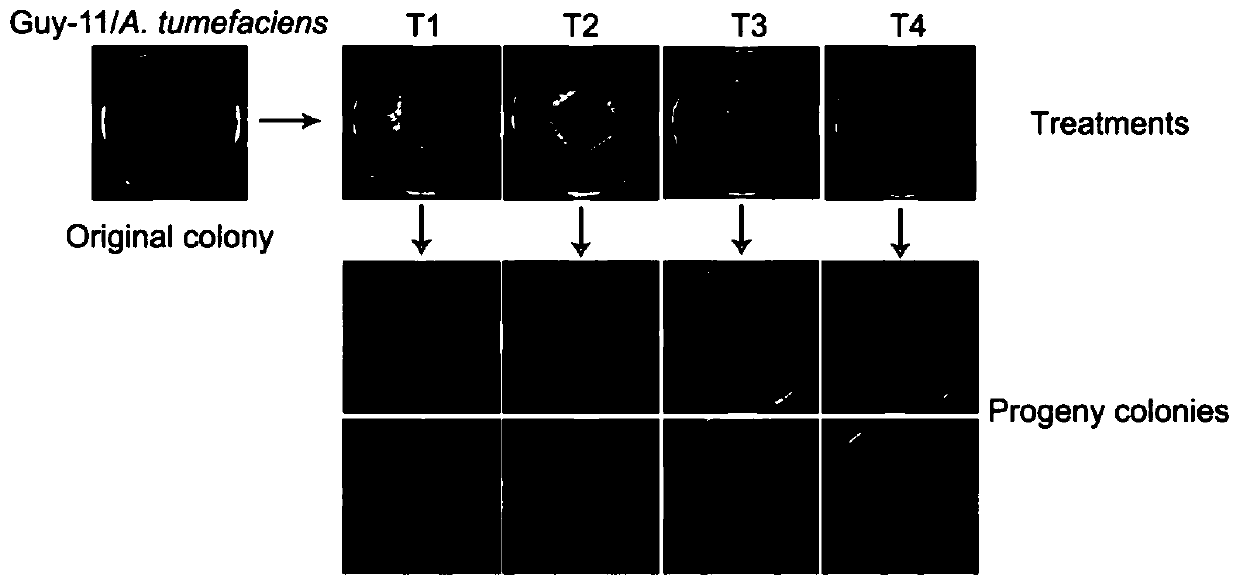 Method for removing bacterial contamination in fungi