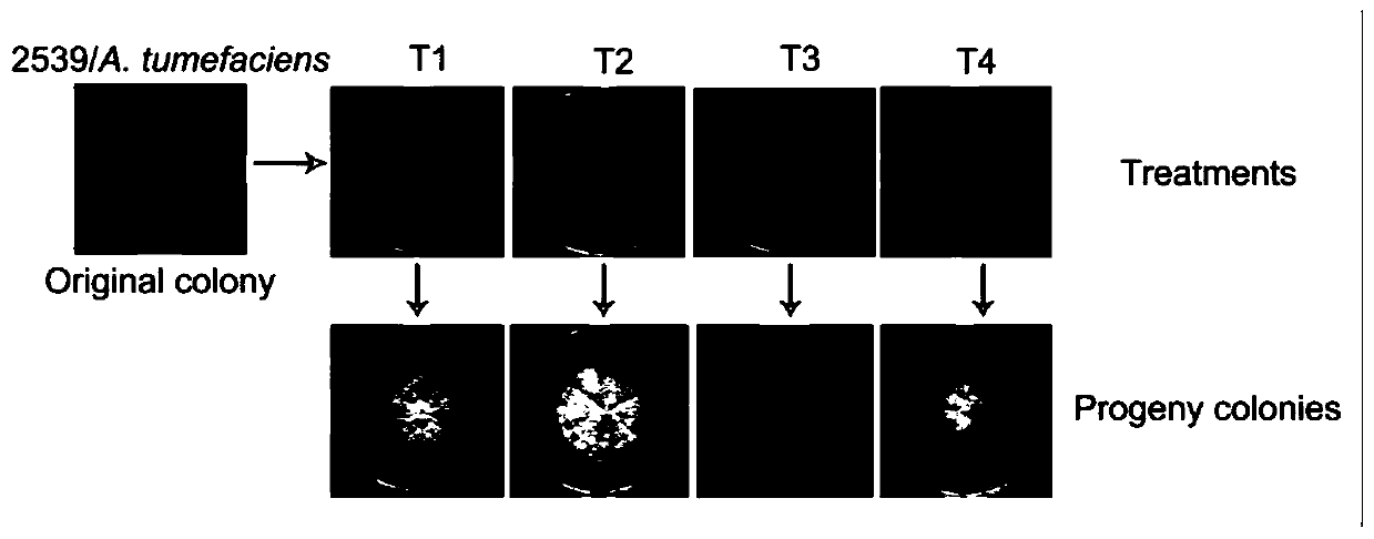 Method for removing bacterial contamination in fungi