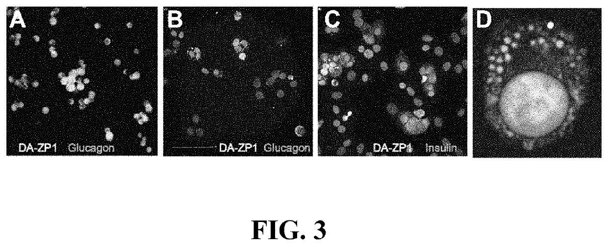 Targeted delivery to beta cells