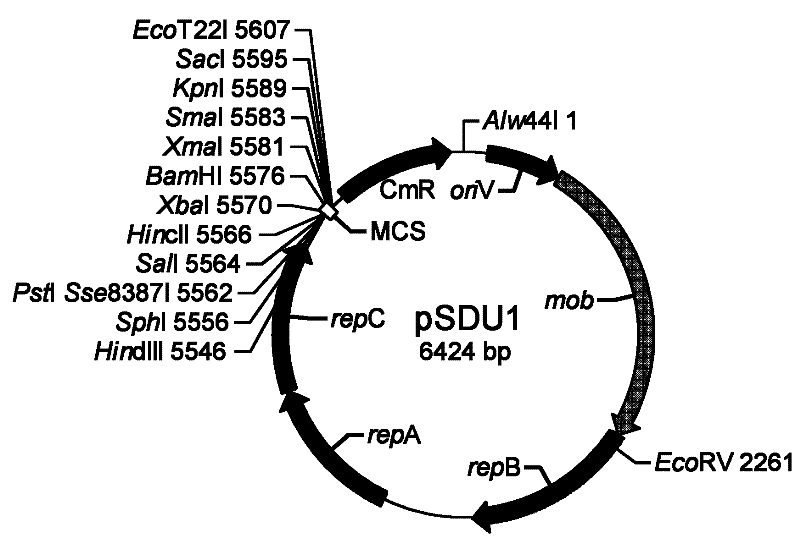 Small shuttle plasmid pSDU1 with chloramphenicol resistant gene for Acidithiobacillus caldus