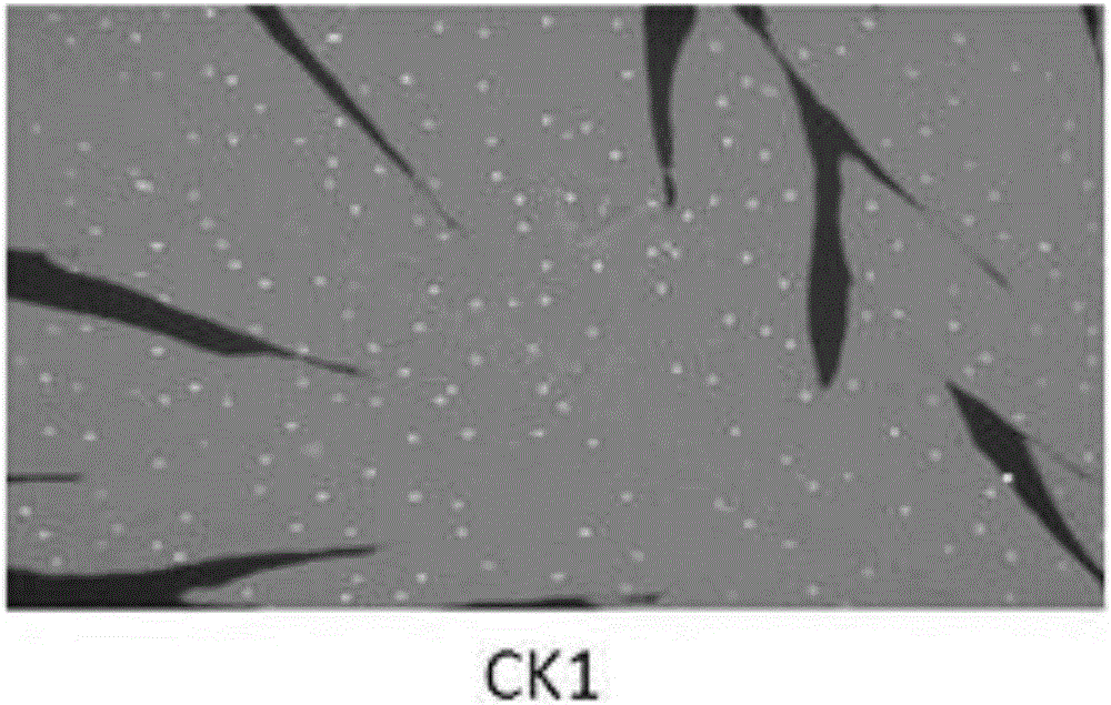 Artemisia carvifolia HD-ZIP IV type transcription factor coding sequence and application