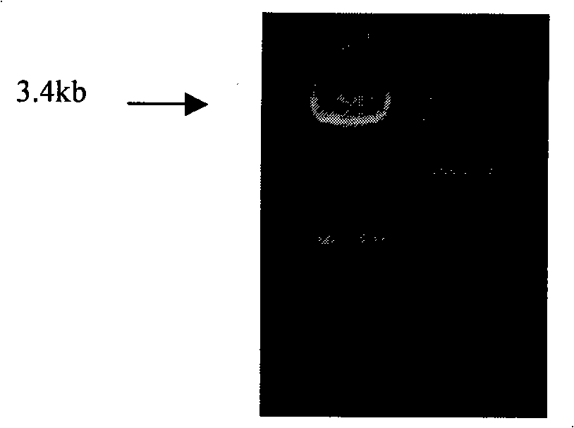 Recombinant plasmid for acetone-butanol clostridium gene disruption