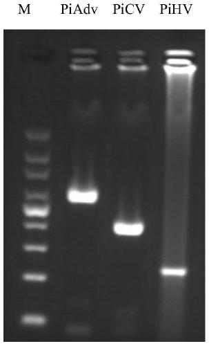 Primer group, kit and method for simultaneously detecting pigeon circovirus, pigeon adenovirus and pigeon herpes virus type 1