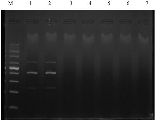 Primer group, kit and method for simultaneously detecting pigeon circovirus, pigeon adenovirus and pigeon herpes virus type 1