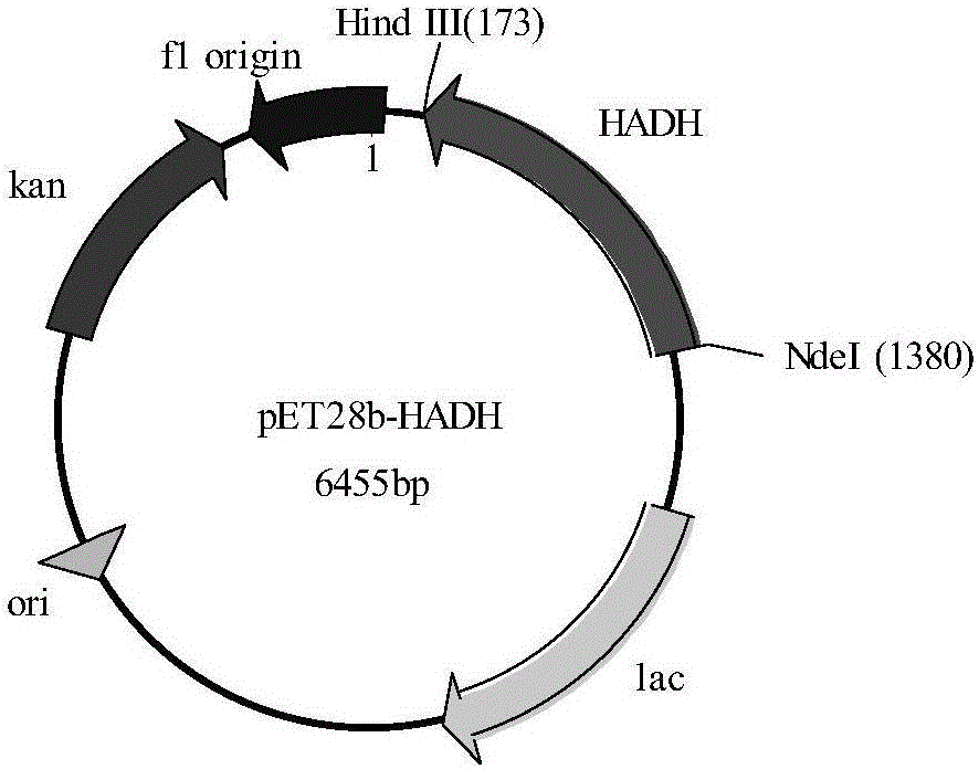 Method for synthesizing (R)-2-hydroxy acid by biological enzyme method