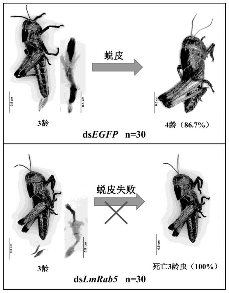 Application of migratory locust Rab5 gene and dsRNA thereof in migratory locust prevention and treatment