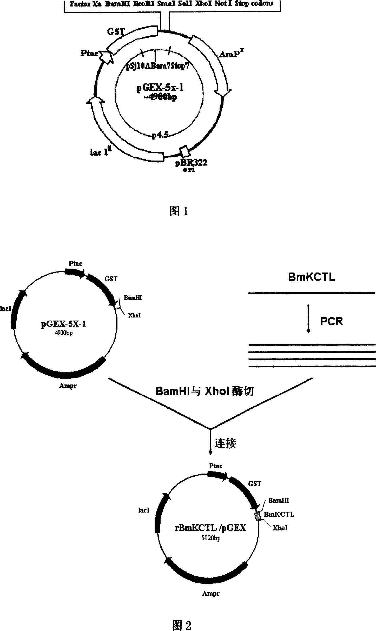 Anti tumor translocation peptide of scorpion, preparation method and application