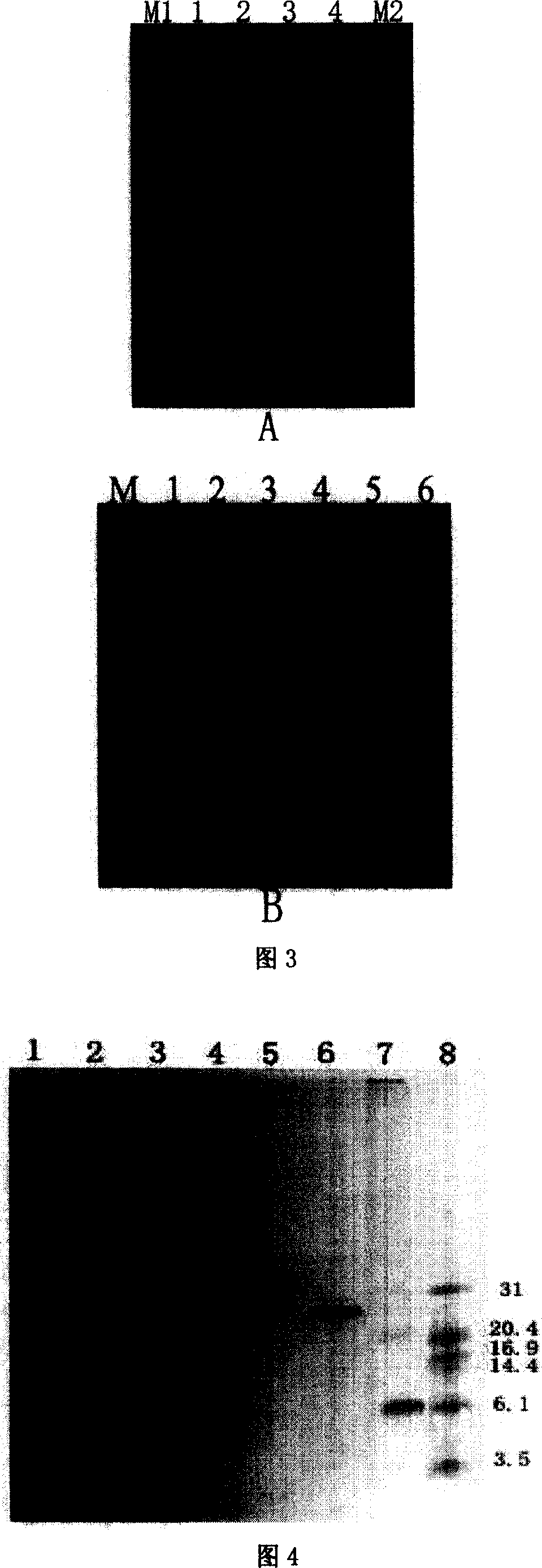 Anti tumor translocation peptide of scorpion, preparation method and application