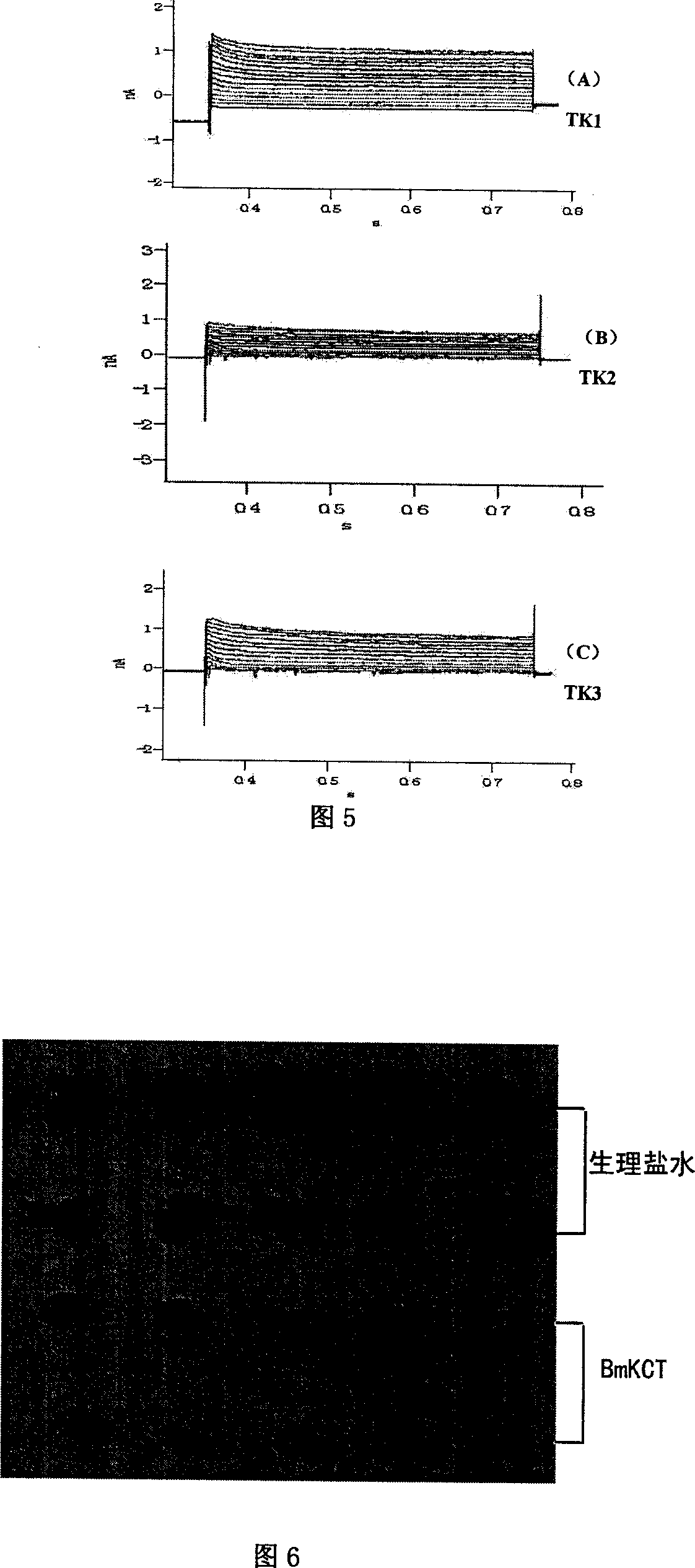 Anti tumor translocation peptide of scorpion, preparation method and application