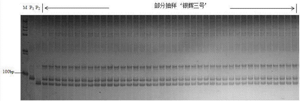 Molecular marker for identifying purity of hybrid seed of winter squash Yinhui No.3 and applications thereof