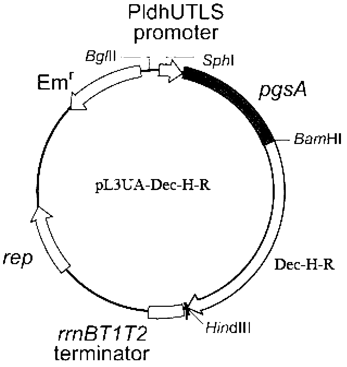 Establishment and expression of fusion protein having function of adsorbing heavy metal ions, and application fusion protein in bioremediation