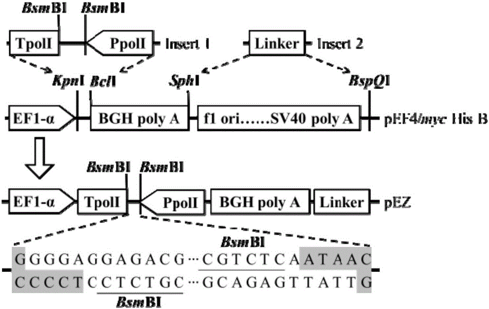 Efficient bidirectional transcription/expression plasmid and application thereof in influenza virus reverse genetics