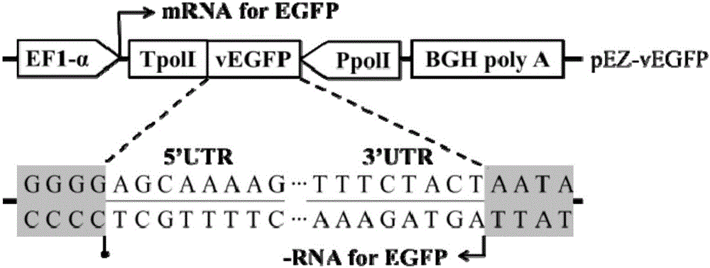 Efficient bidirectional transcription/expression plasmid and application thereof in influenza virus reverse genetics