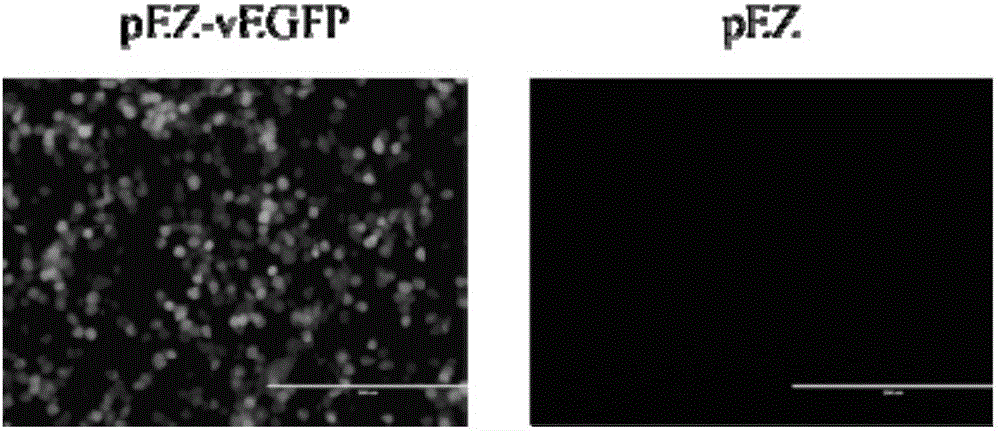 Efficient bidirectional transcription/expression plasmid and application thereof in influenza virus reverse genetics