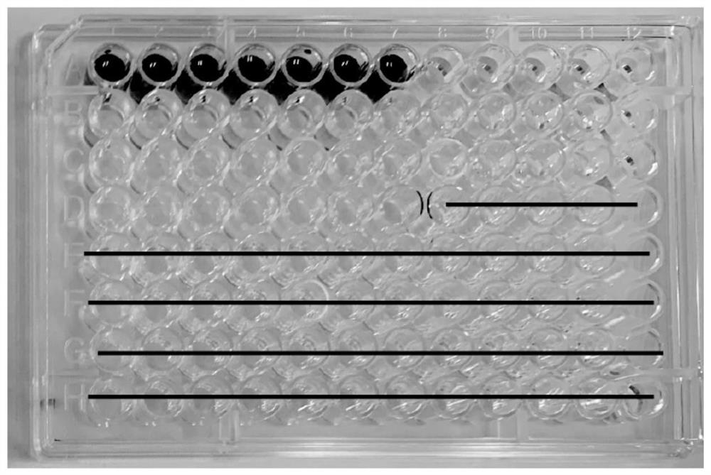 Fungus absolute quantification kit and application thereof