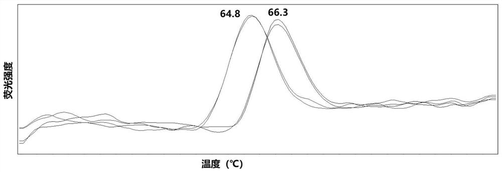 Primer probe combination for detecting echinocandin drug-resistant mutation target of candida albicans and application thereof