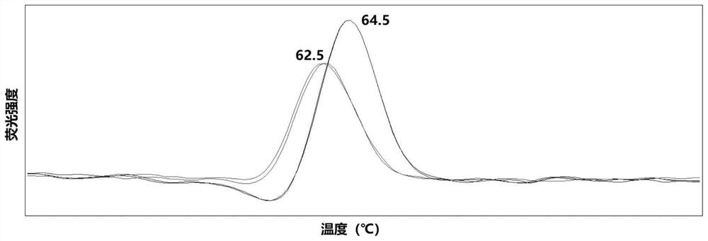 Primer probe combination for detecting echinocandin drug-resistant mutation target of candida albicans and application thereof