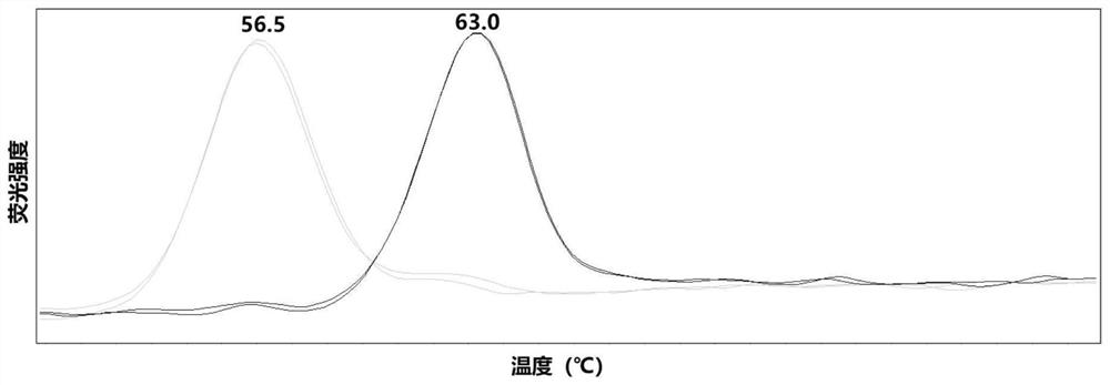 Primer probe combination for detecting echinocandin drug-resistant mutation target of candida albicans and application thereof