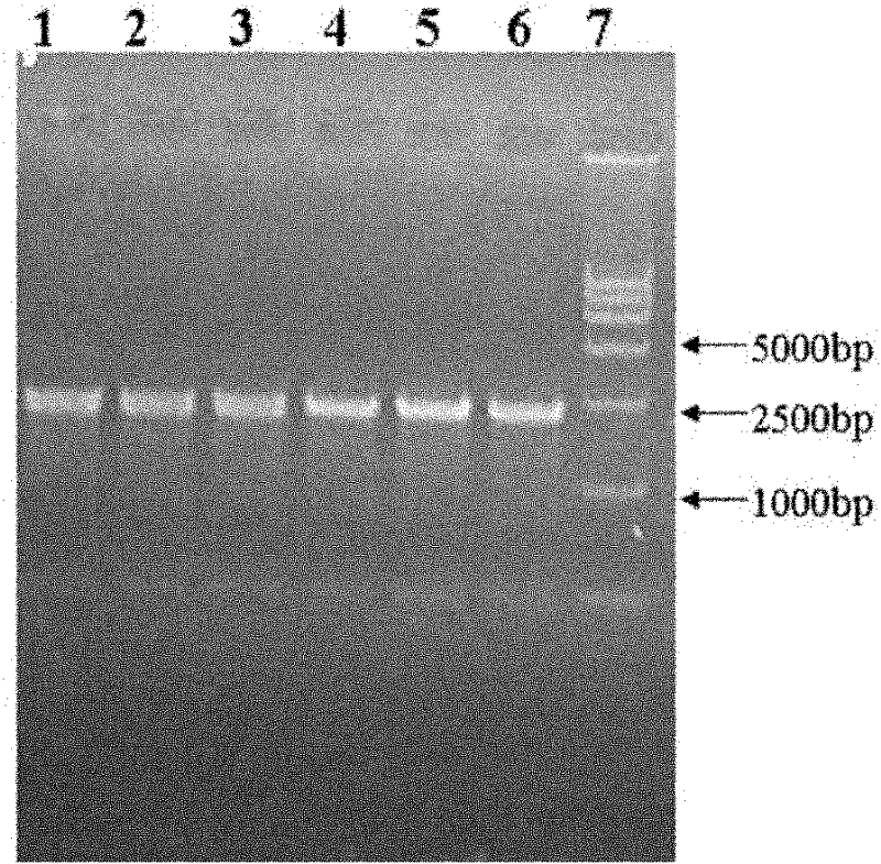 Method, special kit and test paper strip for detecting beta-lactam antibiotics based on penicillin-binding protein