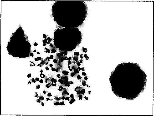 HAb18Gedomab 1 monoclonal antibody and its light and heavy chain variable area genes, coding polypeptide and use