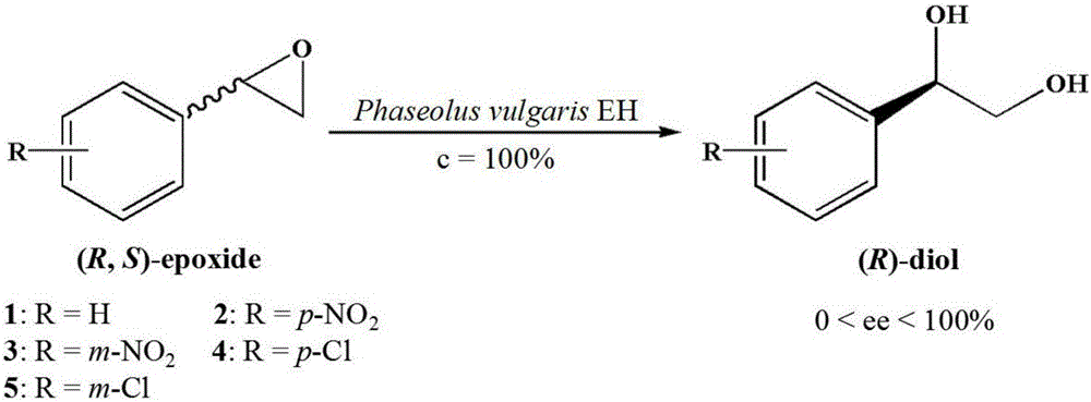 Kidney bean epoxide hydrolase mutant with improved catalytic activity and enantio-convergent property