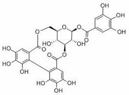 New application of corylagin in the preparation of anti-sleep deprivation injury drugs