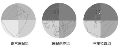 New application of corylagin in the preparation of anti-sleep deprivation injury drugs