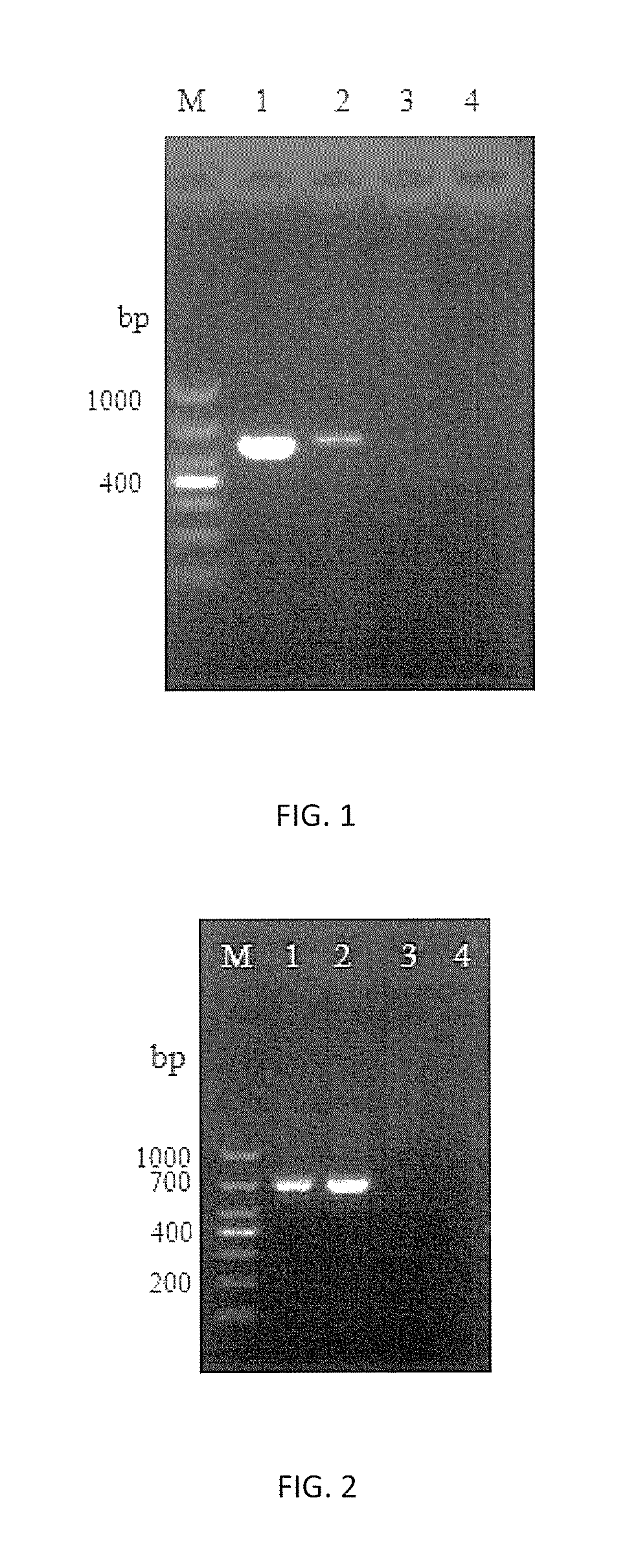 HMG1 gene and uses thereof in microsporidium molecular detection