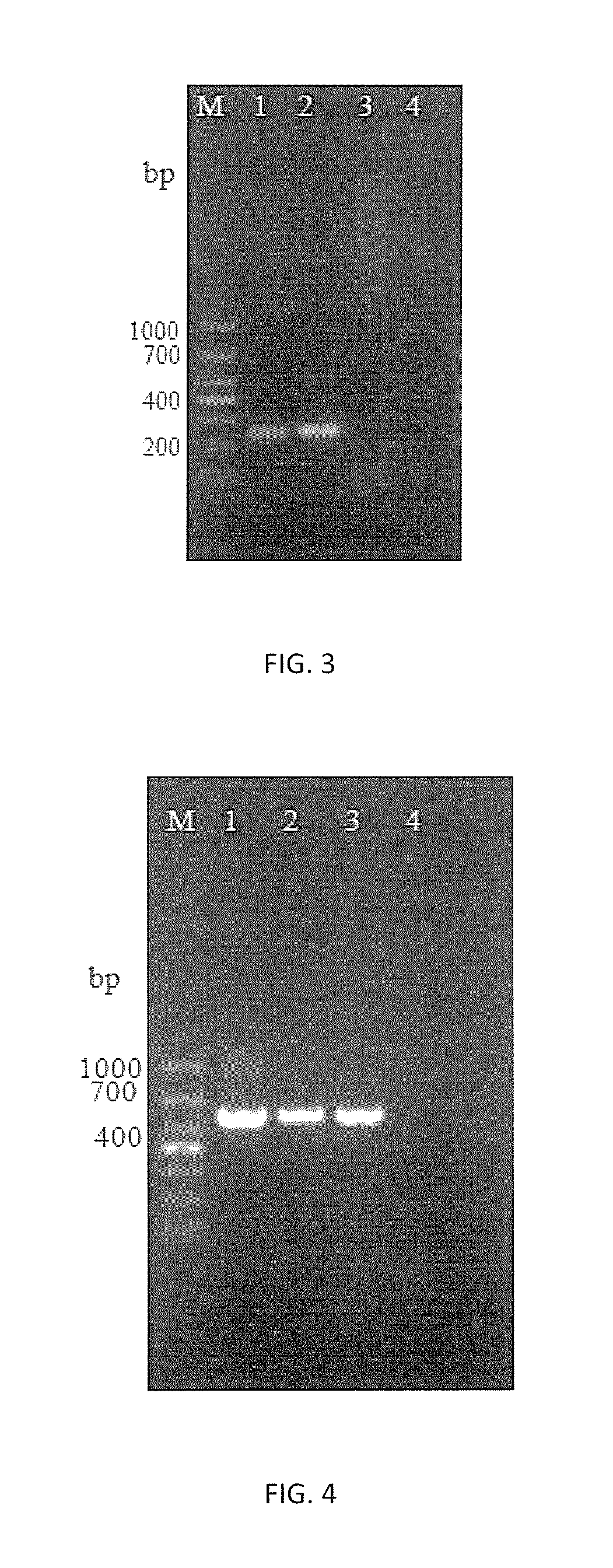 HMG1 gene and uses thereof in microsporidium molecular detection