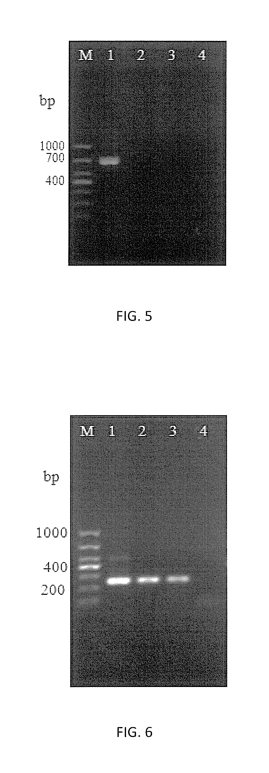 HMG1 gene and uses thereof in microsporidium molecular detection