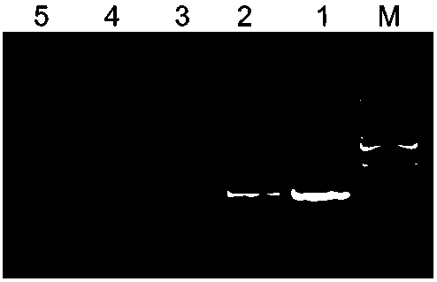 A lamp detection method for identifying mink meat from beef and mutton using mitochondrial DNA