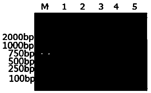 A lamp detection method for identifying mink meat from beef and mutton using mitochondrial DNA