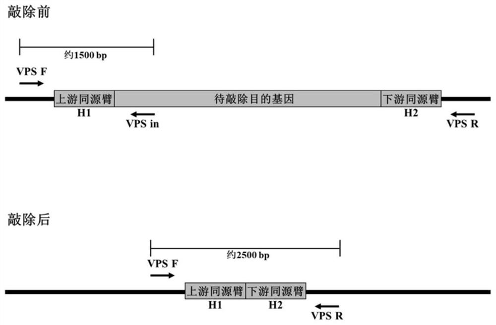 Bacterial strain with self-flocculation capability as well as preparation method and application of bacterial strain