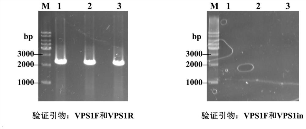 Bacterial strain with self-flocculation capability as well as preparation method and application of bacterial strain