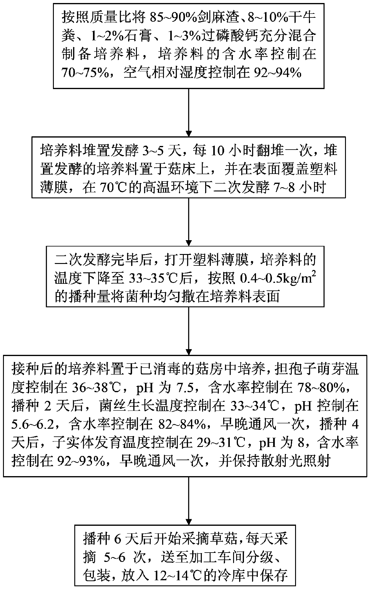 Technology for planting straw mushroom by taking sisal hemp slag as raw material