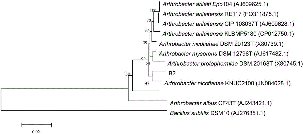 Strain of Arthrobacter sp. B2 and application thereof to nitrogen-containing sewage degradation