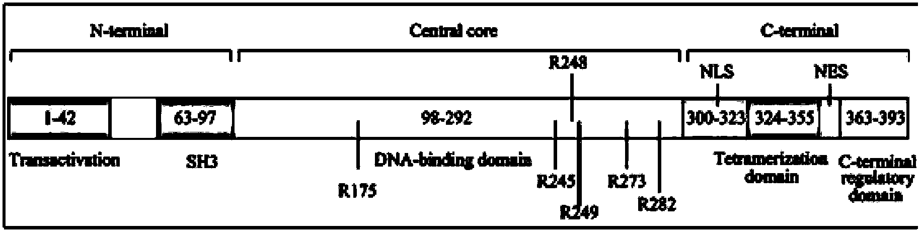 Rapid detection method for p53 gene mutation