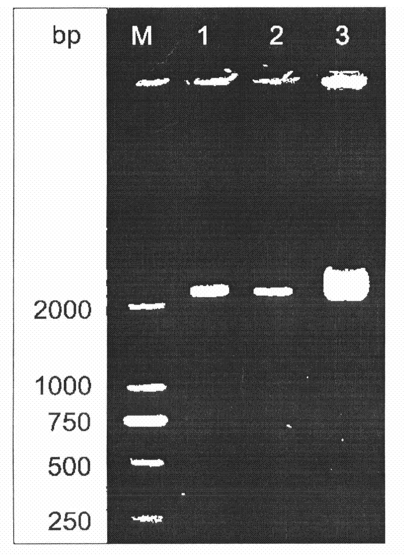 Preparation method of core-shell magnetic conductive polymer microspheres and application thereof