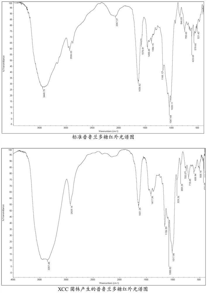 Natural strain for producing pullulan and application of natural strain