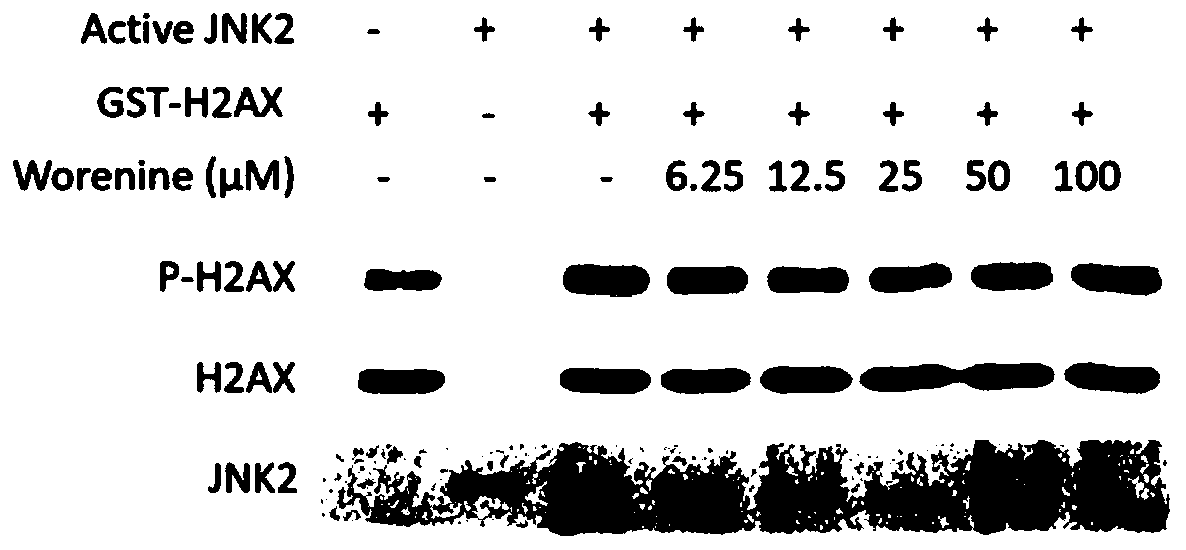 Use of Worenine as JNK2 Kinase Inhibitor and Treatment of Psoriasis