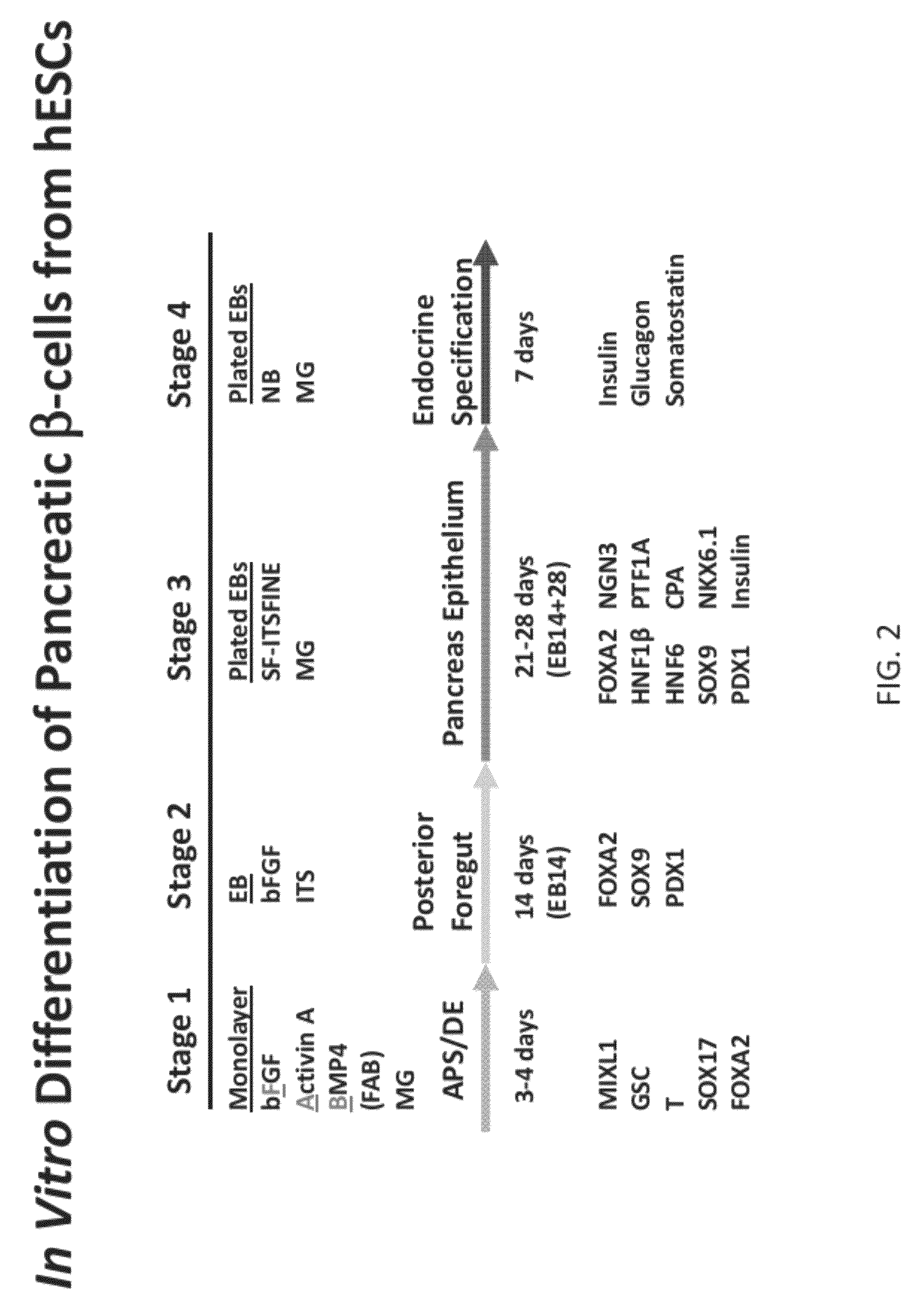 Methods and devices for differentiating pluripotent stem cells into cells of the pancreatic lineage