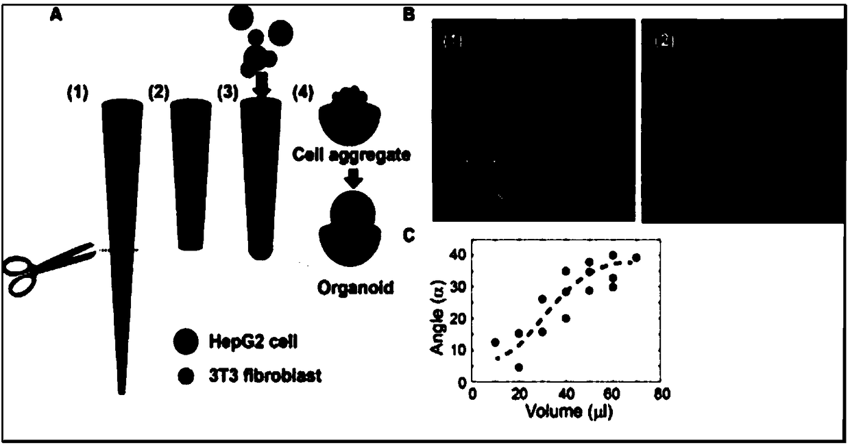 Liquid drop cultivation method of three-dimensional organs