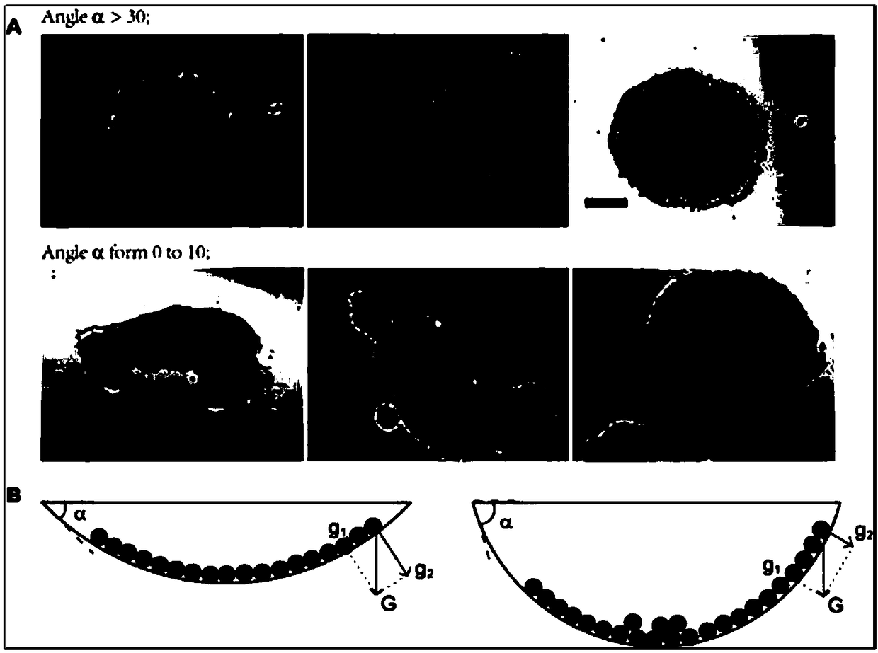 Liquid drop cultivation method of three-dimensional organs