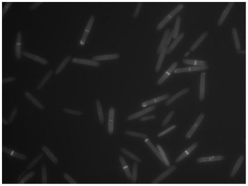 Application of 20-hydroxy molting hormone in promoting development of ophiocordyceps sinensis blastospores for generating hyphae